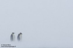 Manchots empereurs / Emperor penguins