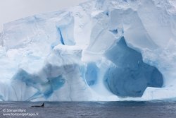 Orque et iceberg / Orca and iceberg