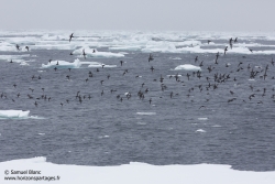 Puffins fuligineux