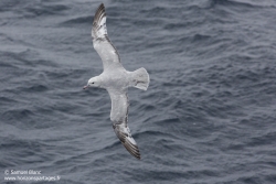 Fulmar antarctique