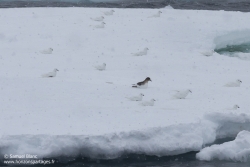 Pétrels des neiges et pétrel antarctique