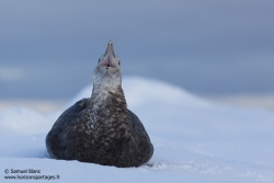 Pétrel géant antarctique