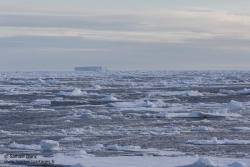 Iceberg et banquise