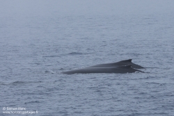 Baleines à bosse