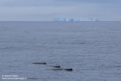 Baleines à bosse