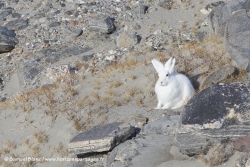 Lièvre arctique au Groenland