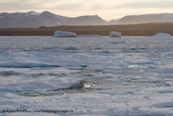 Ours polaire sur la banquise