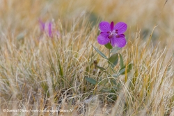 Epilobe à feuilles larges