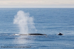 Rorqual commun et dauphin