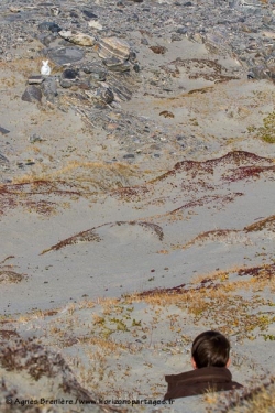 Lièvre arctique