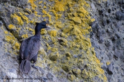 Cormoran à face rouge