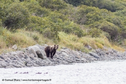 Ours brun / Brown bear