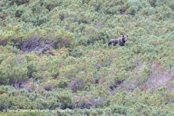 Ours brun / Brown bear