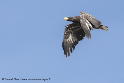 Pygargue de Steller / Steller sea eagle