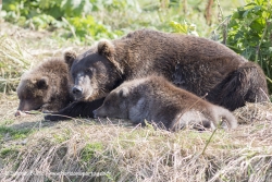 Ours brun / Brown bear