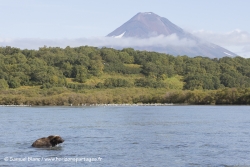 Ours brun et volcan / Brown bear and volcano