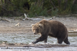 Ours brun / Brown bear