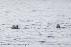 Loutres de mer / Sea otters