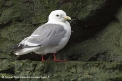 Mouette des brumes / Red-legged kittiwake