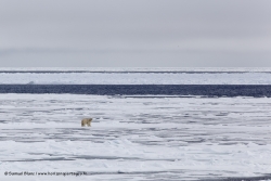 Ours polaire / Polar Bear