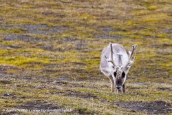 Renne du Svalbard / Svalbard Reindeer