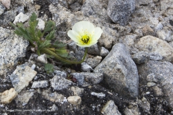 Pavot du Svalbard / Svalbard Poppy