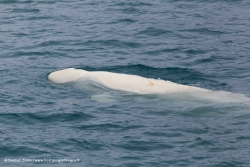 Bélouga / Belouga Whale