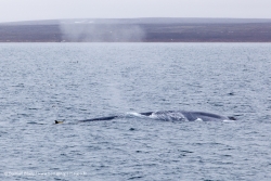 Baleine bleue / Blue Whale