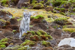 Renard arctique / Arctic Fox