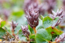 Saule arctique / Arctic Willow