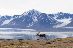 Renne du Svalbard / Svalbard Reindeer
