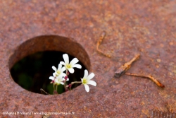 Saxifrage penchée / Drooping Saxifrage