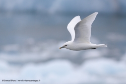 Mouette ivoire / Ivory Gull