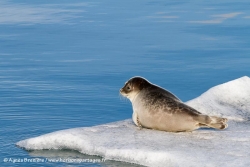 Phoque annelé / Ringed Seal