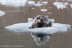 Phoque barbu / Bearded Seal