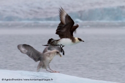 Labbe parasite / Arctic Skua