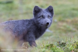 Renard arctique / Arctic Fox