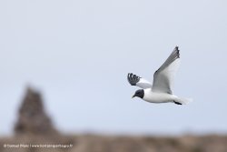 Mouette de Sabine / Sabine's Gull
