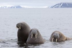 Morses / Walruses