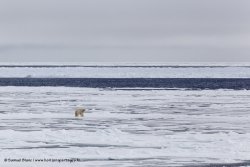 Ours polaire / Polar Bear