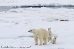 Ours polaires / Polar Bears