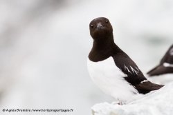 Mergule nain / Little Auk