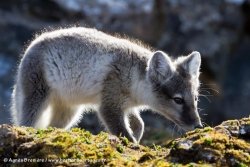 Renard arctique / Arctic Fox