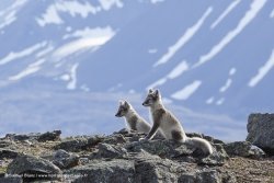 Renards arctiques / Arctic Foxes