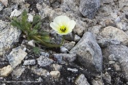 Pavot du Svalbard / Svalbard Poppy
