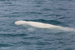 Bélouga / Belouga Whale