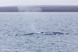 Baleine bleue / Blue Whale