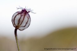 Silène arctique / Nodding Lychnis