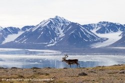 Renne du Svalbard / Svalbard Reindeer