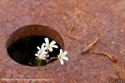 Saxifrage penchée / Drooping Saxifrage